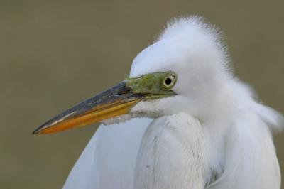 Great Egret headshot 2