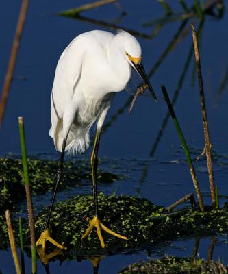 Snowy Egret