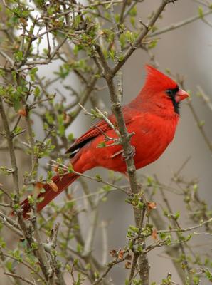 Cardinal