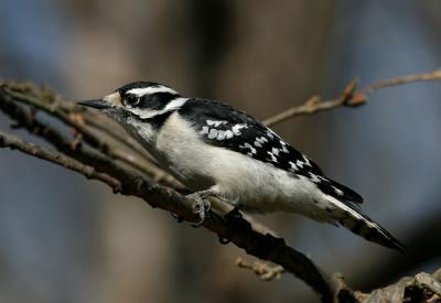 Downy Woodpecker (female)
