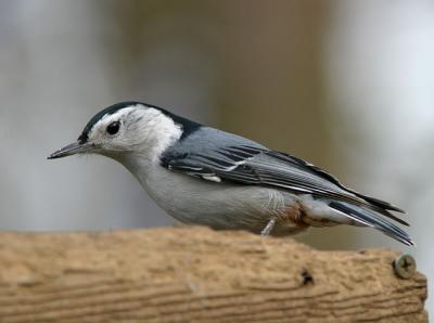 White-breasted Nuthatch 2
