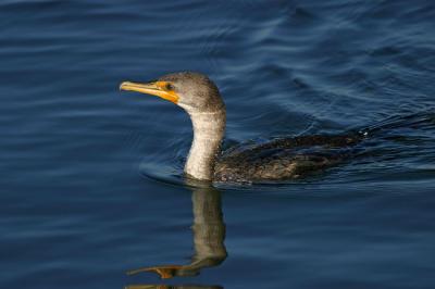 Double-crested Cormorant2