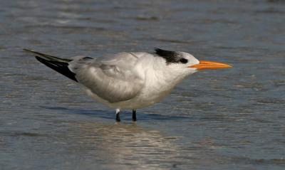 Royal Tern (young)