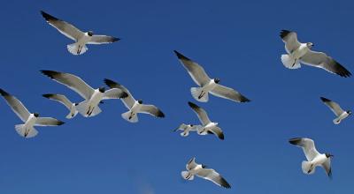 Laughing Gulls in Flight