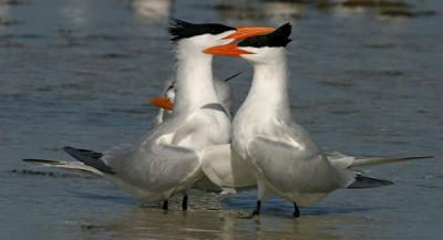 Royal Terns with young