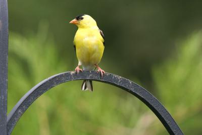 American Goldfinch