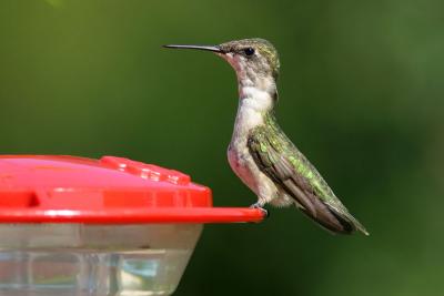 Ruby-throated Hummingbird on feeder