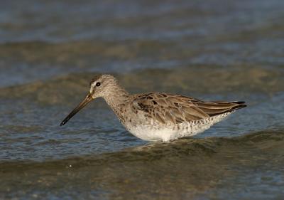 Dowitchers