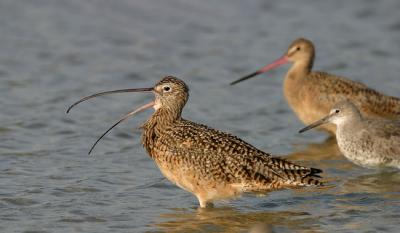 v3/25/564325/3/47701599.LongbilledCurlew2.jpg