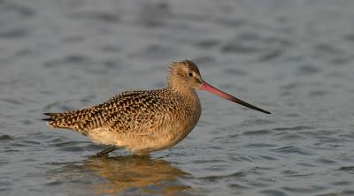 Marbled Godwit