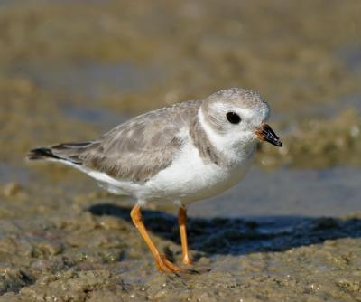 Piping Plover 1