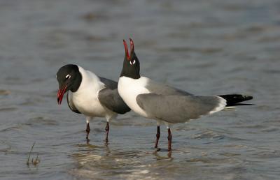 Laughing Gull displaying