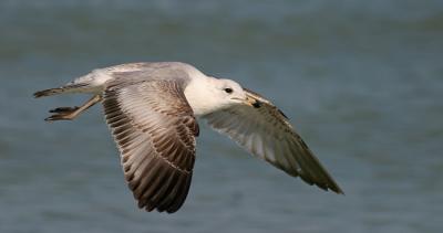 Ring-billed Gull (imm) in flight