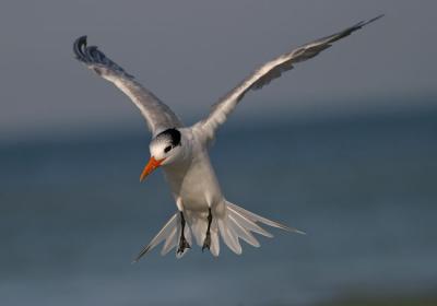 Royal Tern landing