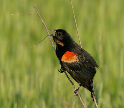 Red-winged Blackbird