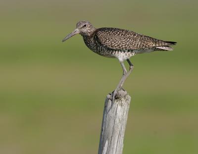Willet