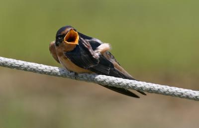 Barn Swallow 3