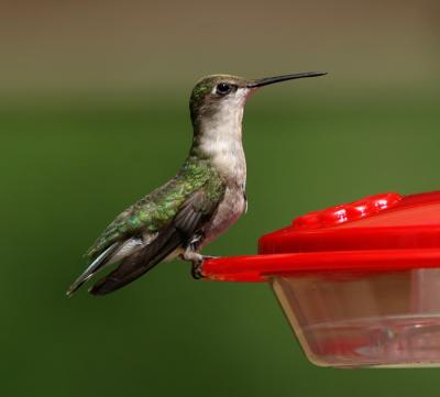 Ruby-throated Hummingbird (f)