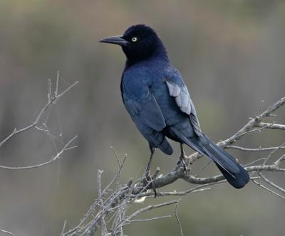 Boat-tailed Grackle 2