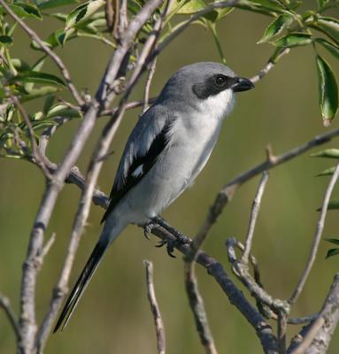 Loggerhead Shrike