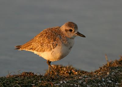 Black-bellied Plover   1