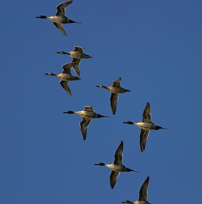 Pintails in flight