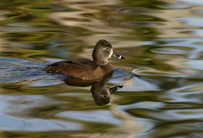 Ring-necked Duck female1