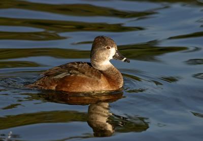 Ring-necked Duck female2