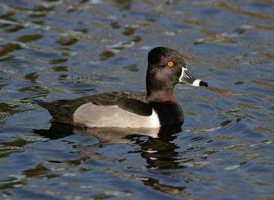 Ring-necked Duck male1