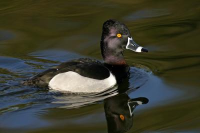 Ring-necked Duck male2