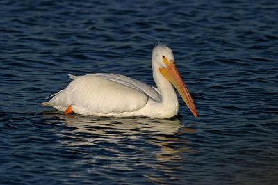 White Pelican 1