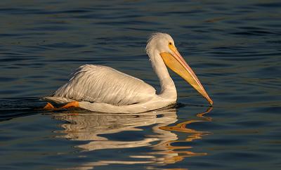 White Pelican 2