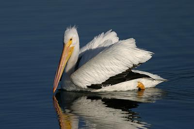 White Pelican 3