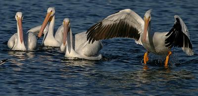 White Pelican landing