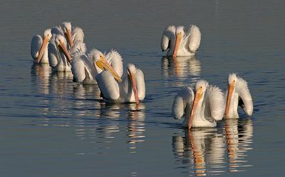 White Pelican parade