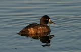 Scaup female