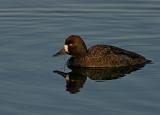 Scaup female2