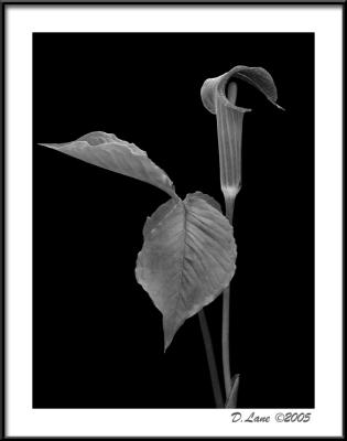 Jack-in-the-Pulpit