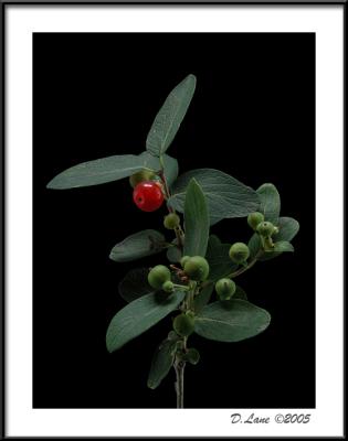 Studio Botanicals