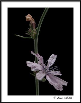 Chicory