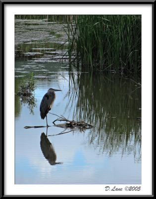 Wildlife