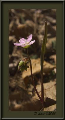 Spring Beauty