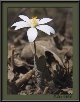 Bloodroot