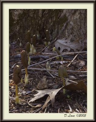 Early Mayapple