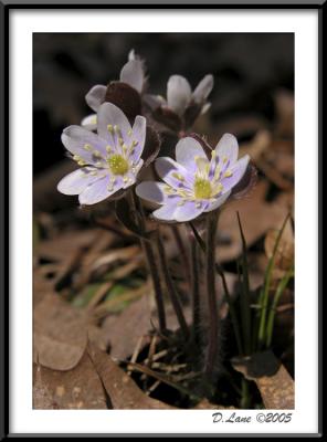 Round-Lobed Hepatica