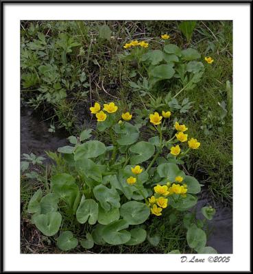 Marsh Marigold