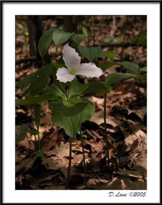 Dappled Trillium