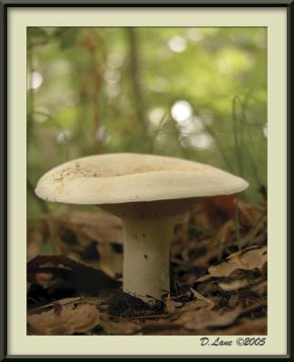 Fungi