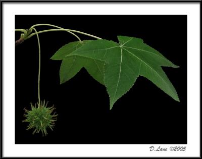 Studio Foliage