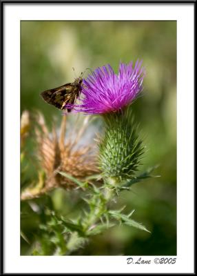 Wildlife